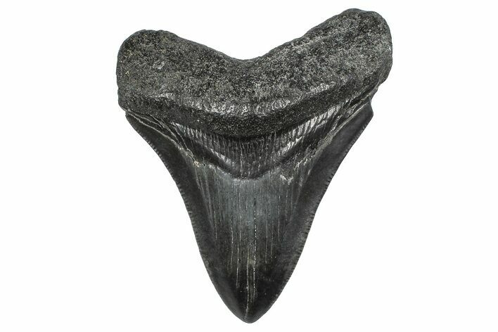 Fossil Megalodon Tooth - South Carolina #346187